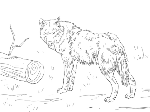 Euroasian Wolf Coloring Page